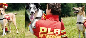 csm_csm_Header_Hunde_retten_Leben_DLRG_Rettungshunde_5dfa190c79_03c3cba1dc